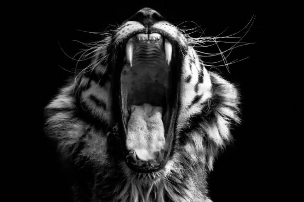 Obraz na płótnie Black & White Tiger