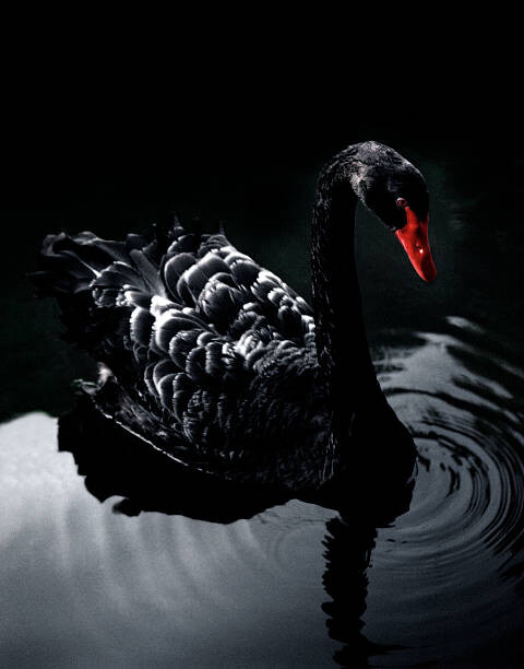 Obraz na płótnie BLACK_SWAN