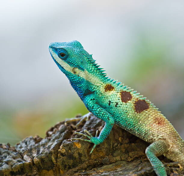 Obraz na płótnie Blue iguana in the nature
