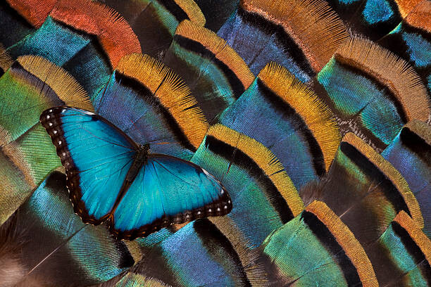 Obraz na płótnie Blue Morpho Butterfly on Oscellated Turkey Feather
