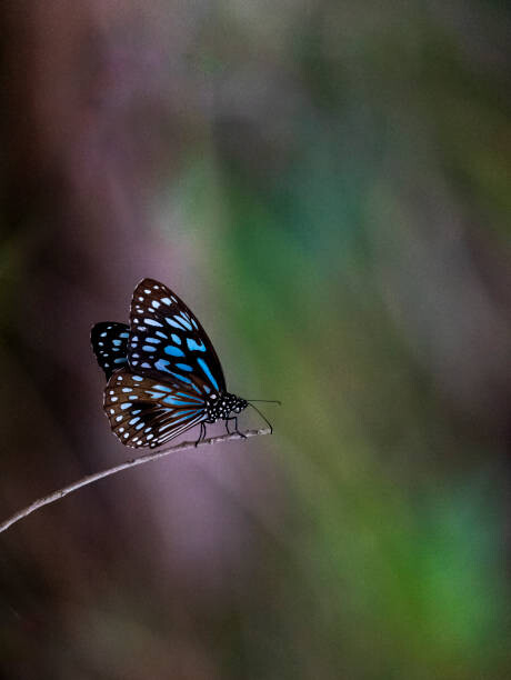 Obraz na płótnie Blue Tiger butterfly