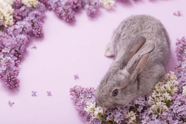 Obraz na płótnie bunny with lilac flowers on pink background