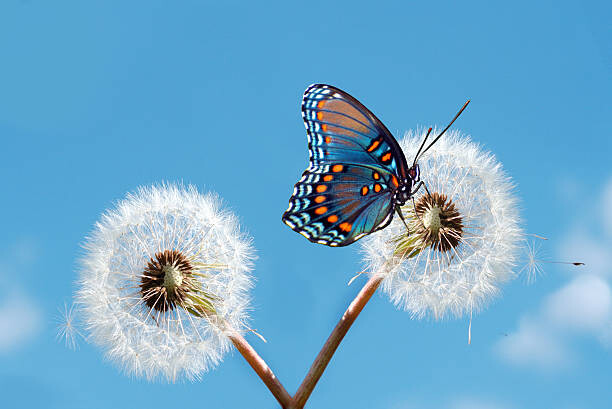 Obraz na płótnie Butterfly on dandelion