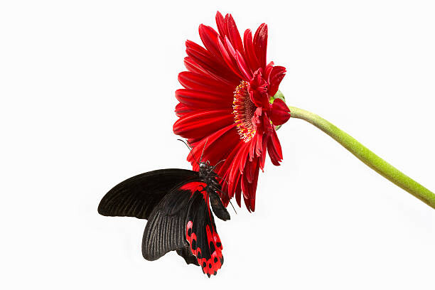 Obraz na płótnie Butterfly on red gerbera  flower
