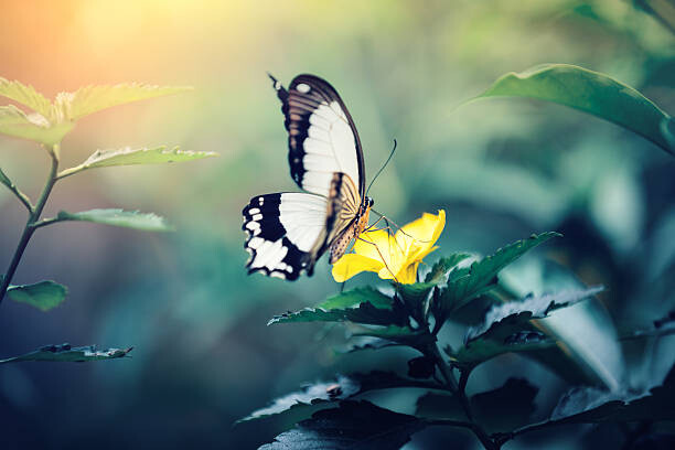 Obraz na płótnie Butterfly On Yellow Flower