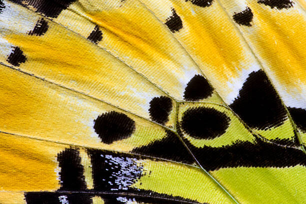 Obraz na płótnie Butterfly wing detail Graphium antiphates