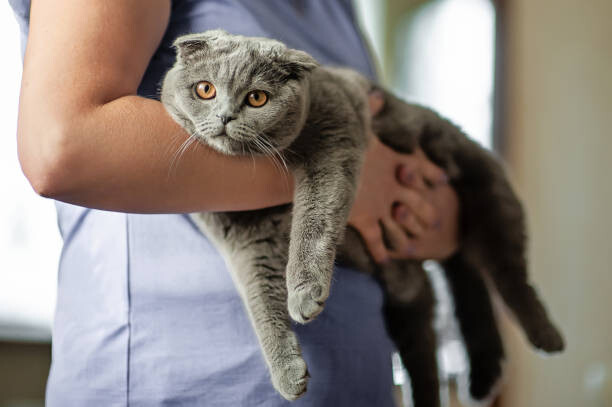 Obraz na płótnie Cat owner is holding a Scottish