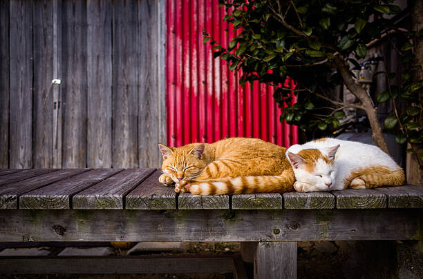 Obraz na płótnie Cats sleeping on the bench