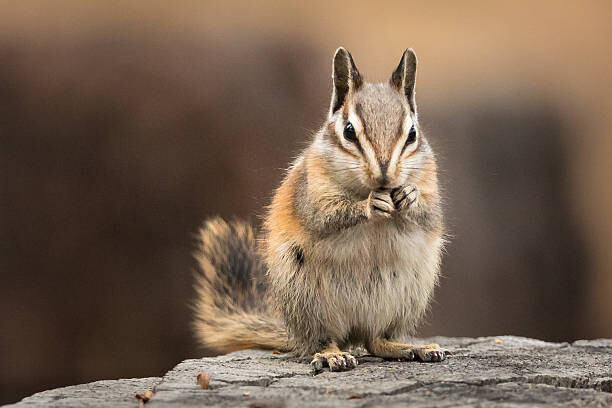 Obraz na płótnie Chipmunk sitting up to eat, facing the viewer