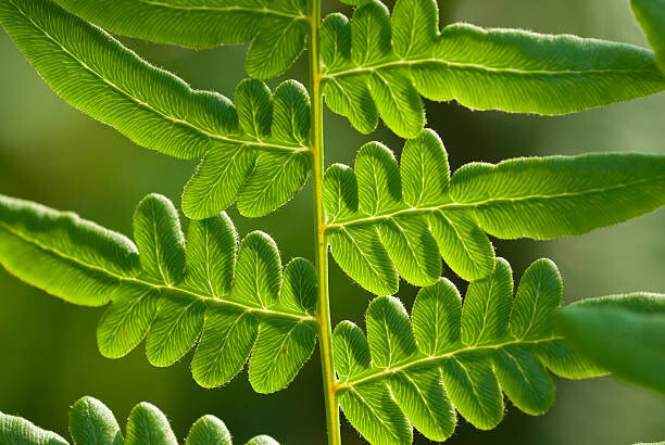 Obraz na płótnie close-up fern