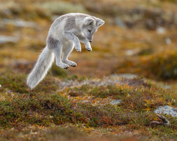 Obraz na płótnie Close-up of jumping arctic fox