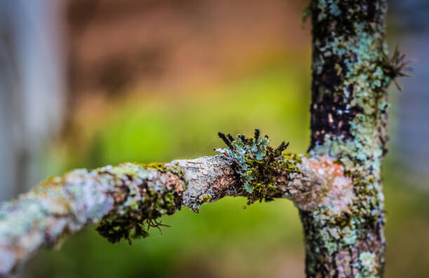 Obraz na płótnie Close up of tree branch