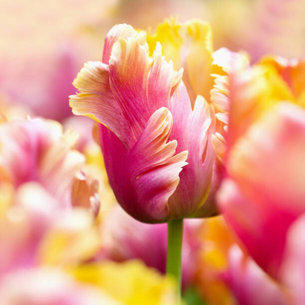 Obraz na płótnie Close-up tulips