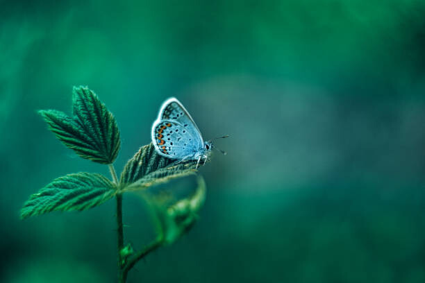 Obraz na płótnie Common Blue Butterfly on Green Nature