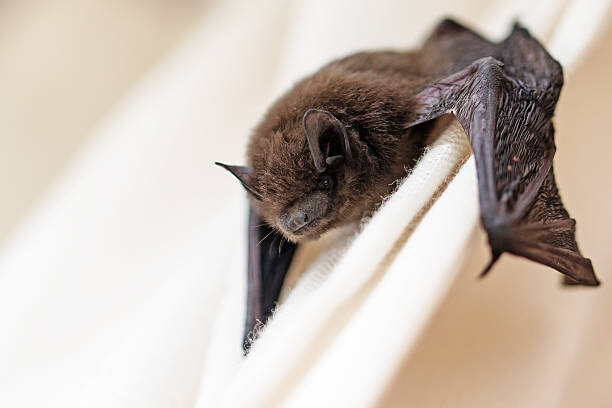 Obraz na płótnie common pipistrelle  a small bat