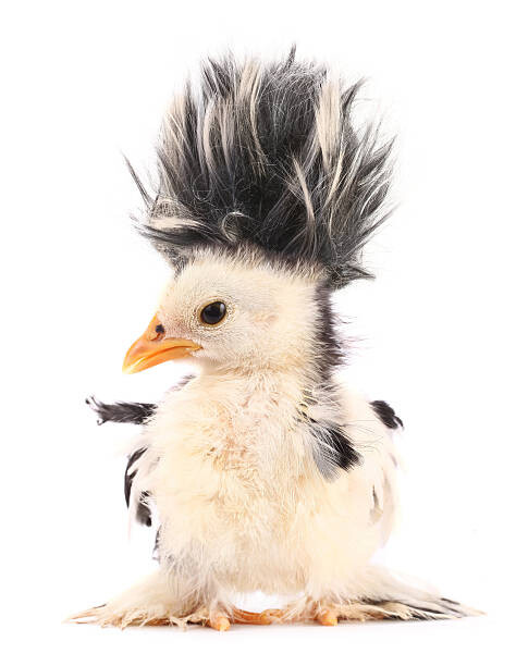 Obraz na płótnie Crazy chick with even crazier hair