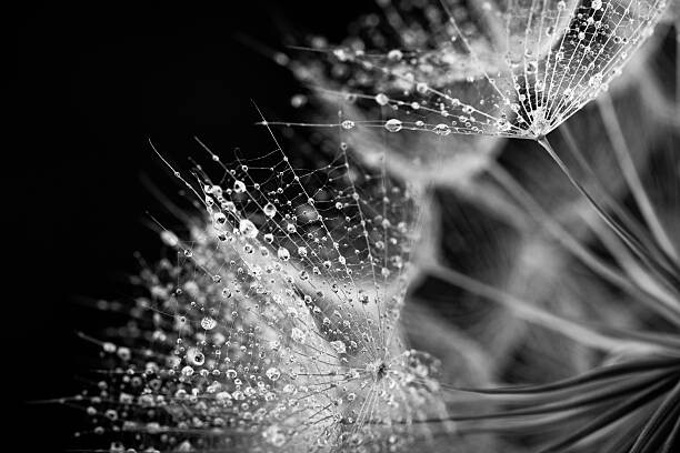 Obraz na płótnie Dandelion seed with water drops