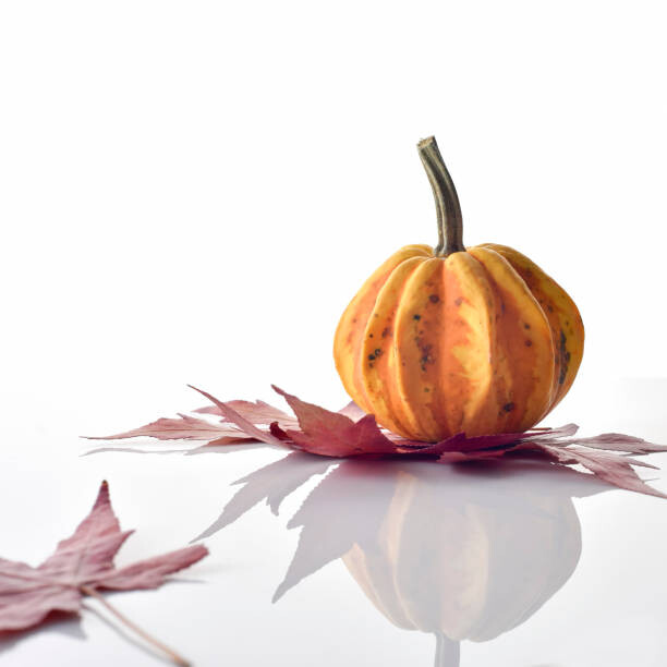 Obraz na płótnie Decorative colorful mini pumpkin