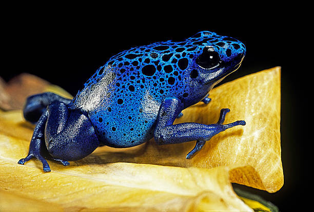 Obraz na płótnie Dendrobates azureus (blue poison dart frog)