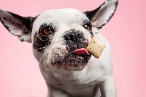 Obraz na płótnie Dog catching a biscuit.