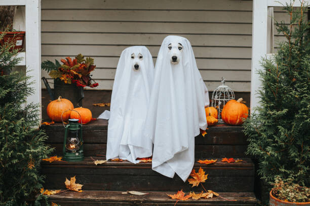 Obraz na płótnie dog ghost for halloween