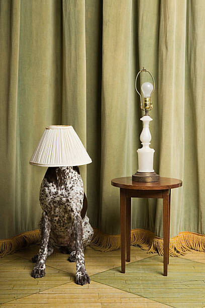 Obraz na płótnie Dog with a lampshade on its head