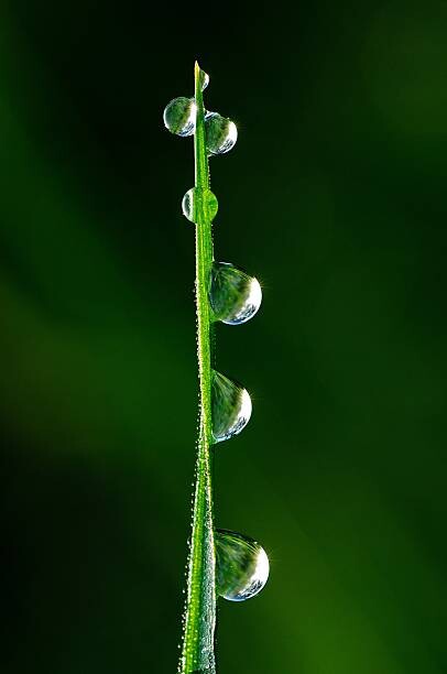 Obraz na płótnie Drops of dew