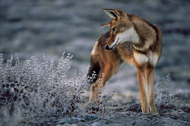 Obraz na płótnie Ethiopian Wolf stalking mole rats, looking