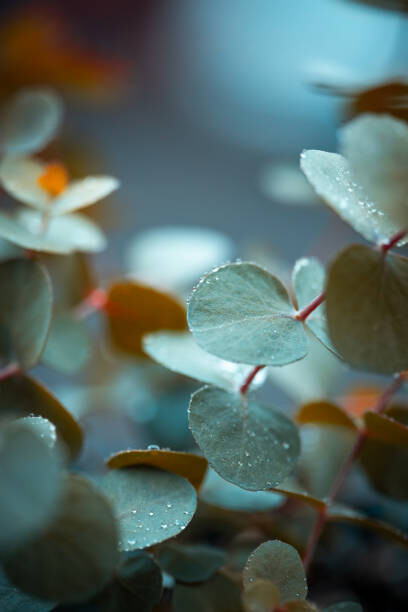 Obraz na płótnie Eucalyptus