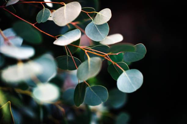 Obraz na płótnie eucalyptus
