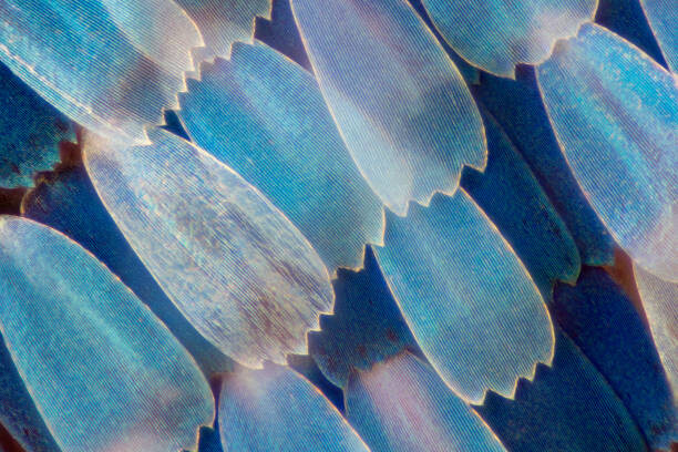 Obraz na płótnie Extreme magnification - Butterfly wing under