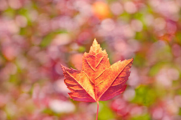 Obraz na płótnie Fall leaves