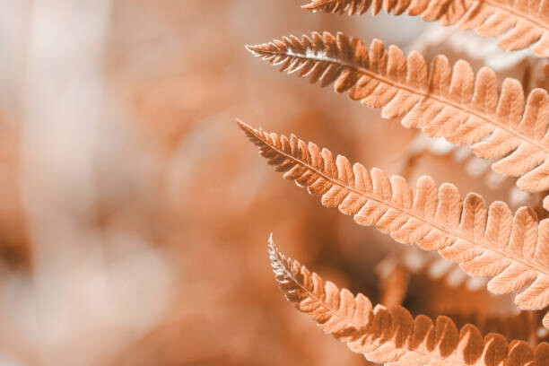 Obraz na płótnie Fern leaf closeup, natural ferns pattern.