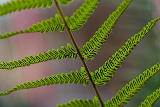 Obraz na płótnie Fern leaves