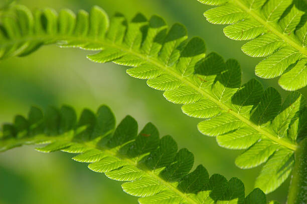 Obraz na płótnie Fern Leaves