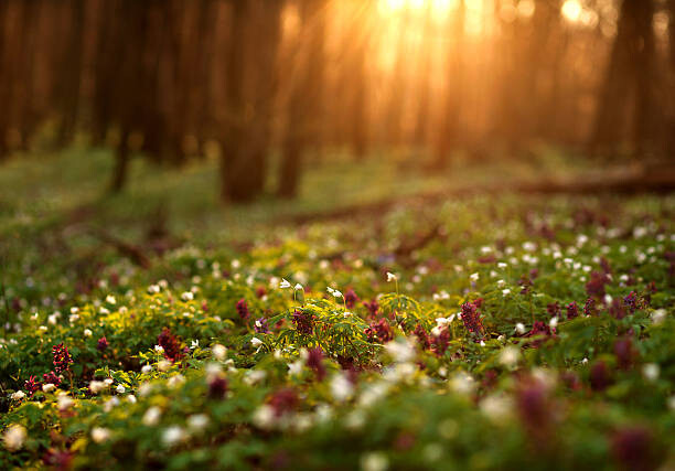 Obraz na płótnie Flowering green forest on sunset ,