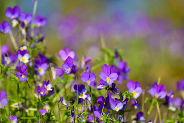 Obraz na płótnie Focus on wild pansys and defocused