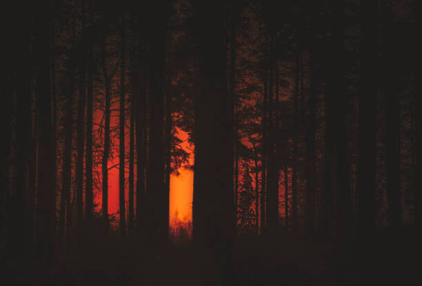 Obraz na płótnie Forest Fire