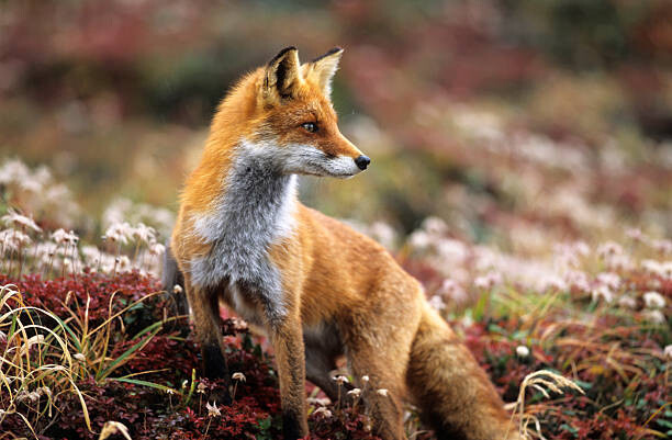 Obraz na płótnie Fox in a autumn mountain