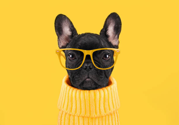 Obraz na płótnie French bulldog puppy