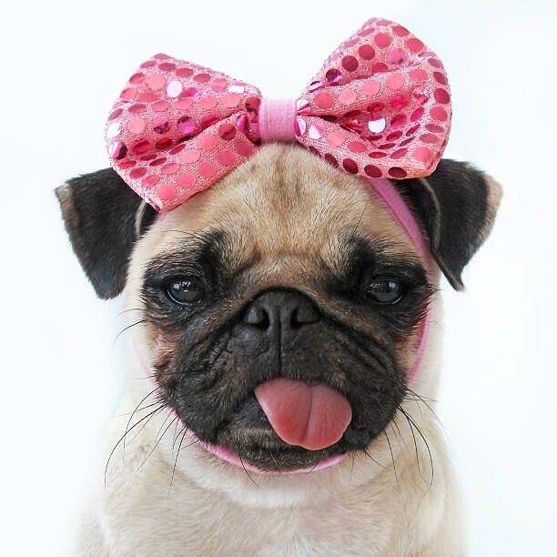 Obraz na płótnie Funny Pug dog