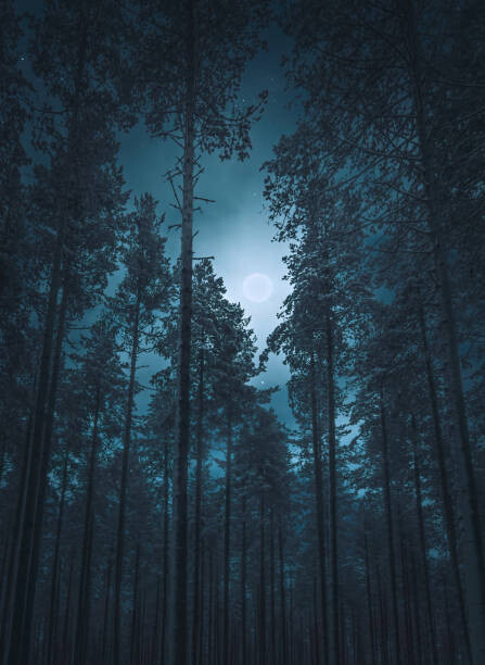 Obraz na płótnie Ghostly winter trees against starry sky