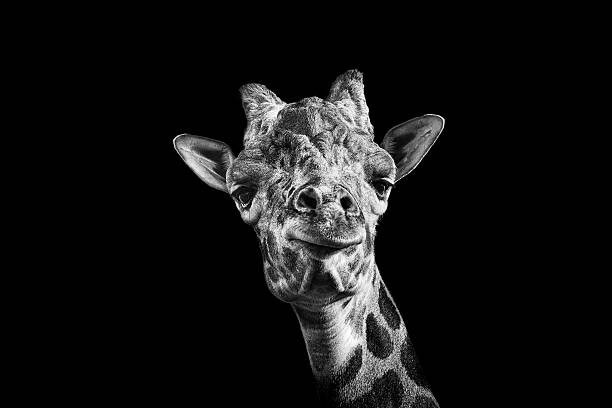 Obraz na płótnie Giraffe in Black and White