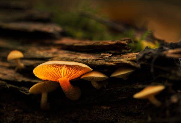Obraz na płótnie Glowing mushroom
