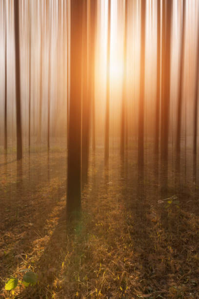 Obraz na płótnie Golden Forest