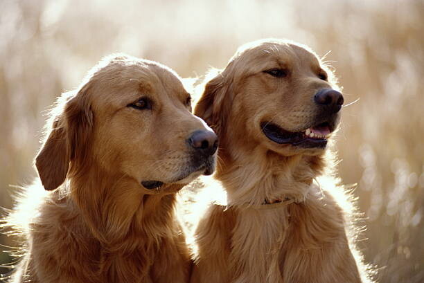 Obraz na płótnie GOLDEN RETRIEVER DOGS