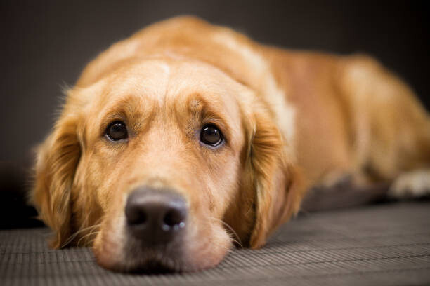 Obraz na płótnie Golden Retriever looking sad