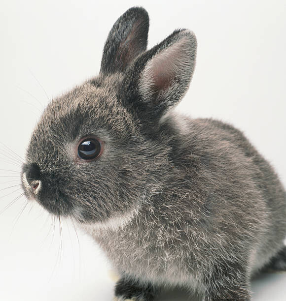 Obraz na płótnie Gray rabbit, close-up