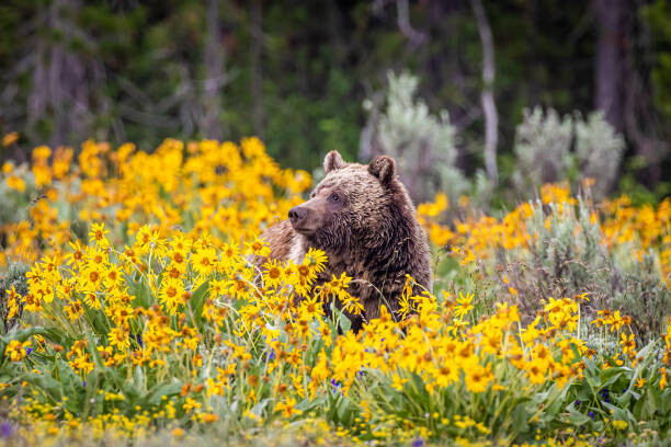 Obraz na płótnie Grizzly Bear in Spring Wildflowers