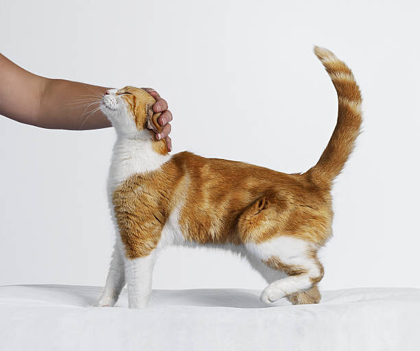Obraz na płótnie Hand Stroking Cat